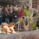 Illustration for article titled Would you play tug-of-war with a 450-pound tiger?